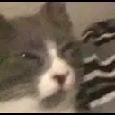 Cat What cat_what Discord Emoji