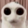 cat_stare Discord emoji