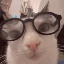 Luna_GlassesStare Luna_GlassesStare