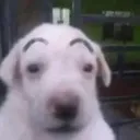 eyebrowdog