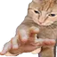 GiveCat GiveCat