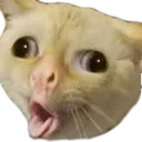 catpuke