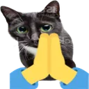 prayingcat