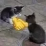 cathandshake
