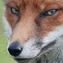 susfox