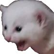catscream