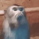madmonkey