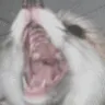 feniAAAAAAAAA