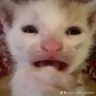 cat_wah