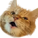 kittypog