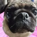 princessdoggie