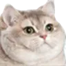 FatCat