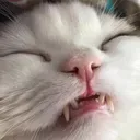aeoooo