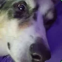 dogjudgement