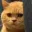 cat_stare