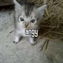 angy angy