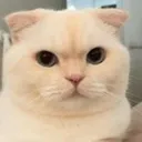 angry_cat