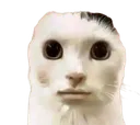 CatWithHumanMouth CatWithHumanMouth