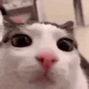 plink plink