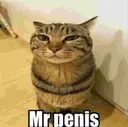 mrpeniscat