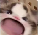 chipi