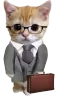 catBusiness