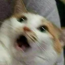 bac14e31509e439ba6f446239587c1f7