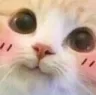 Cat Blushy Discord Emoji