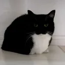 Him