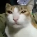 stare