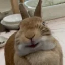 bunny
