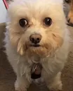 crustywhitedog