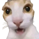 woaw woaw