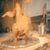 MA_TurkeyShaker Discord Emoji