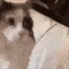 MA_CatBonk MA_CatBonk