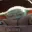 z_baby_yoda_forcing