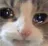 Sadcat