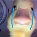 z_duckcry