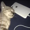 catlisteningtomusic