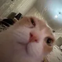 DR_GatoDude
