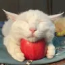 apple_cat