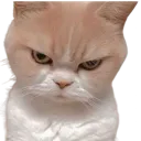 discord_kitten