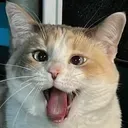 surprisedpank