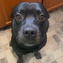 moose_stare moose_stare