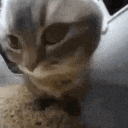 Kitten