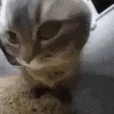 CatJiggy CatJiggy