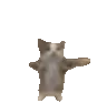 SILLYFUCKINGCAT