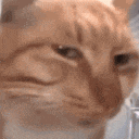 CatStare