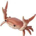 Crab