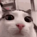curiouscat